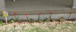 Pretty Pink Tulip Decor Our Flower Bed